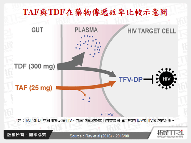 TAF與TDF在藥物傳遞效率比較示意圖